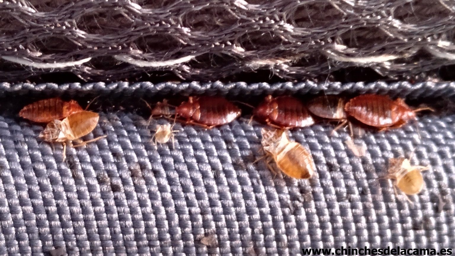 Chinches de la cama (Cimex lectularius) adultos y ninfas en un colchn